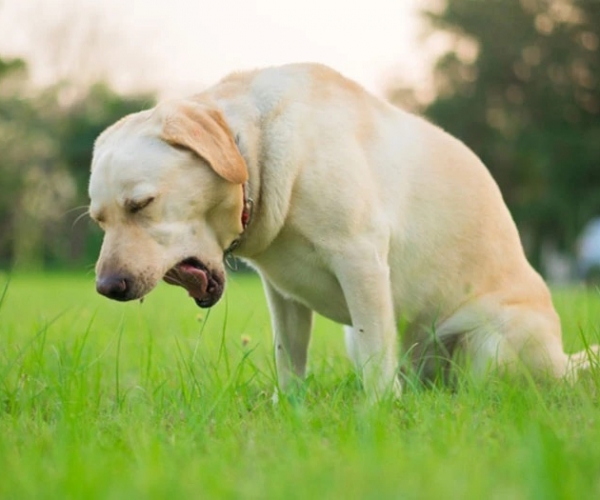Köpeğim Neden Kusuyor? Ne Zaman Endişelenmelisiniz?
