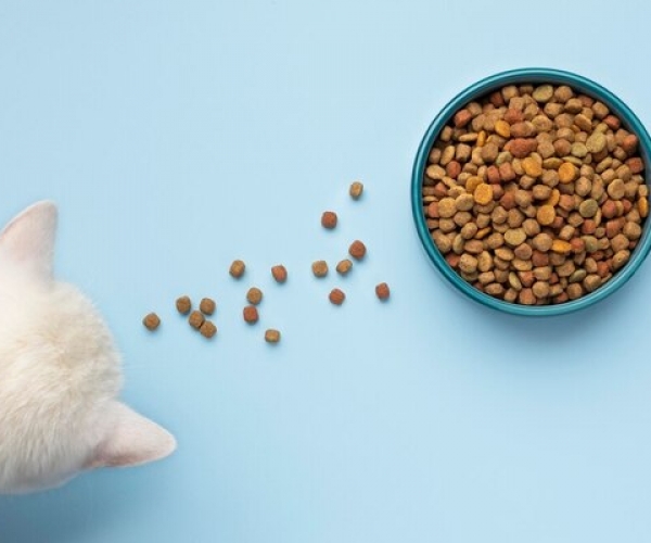 10 En İyi Kedi Ödül Mamaları: Sağlıklı, Kaliteli ve Ucuz!