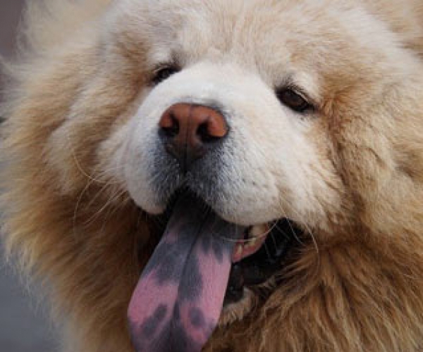 Çin Aslanı (Chow Chow) Köpek Cinsi ve Özellikleri