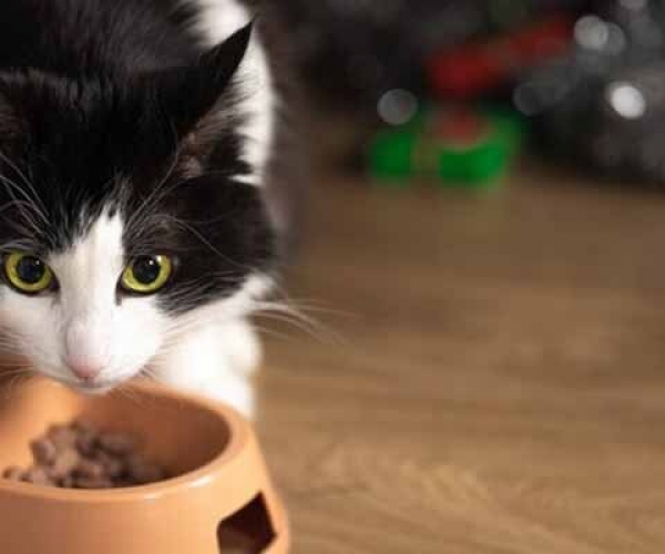 8 En İyi Hipoalerjenik Köpek Maması Önerisi