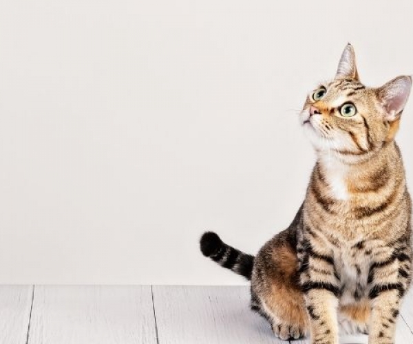 Kedi Maması Seçimi: Kediler İçin En İyi Beslenme Rehberi