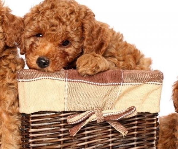 Poodle (Kaniş) Köpekleri İçin Beslenme Rehberi: Sağlıklı Ve Aktif Bir Yaşam İçin Mama Önerileri