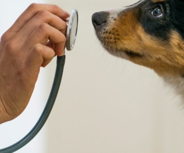Veteriner Önerisiyle Köpek Mamaları