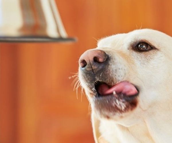 Yetişkin Köpekler İçin Konserve Mama Önerileri