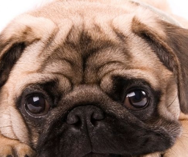 En İyi 10 Pug Cinsi Köpek Maması (2025)