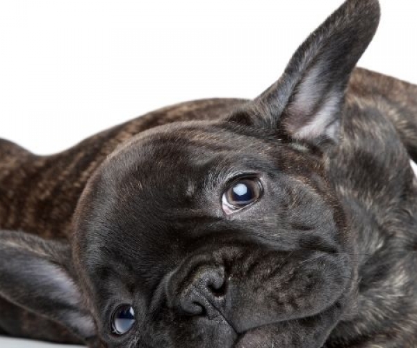 French Bulldog’lar İçin Beslenme Önerileri: En İyi 5 Mama Tavsiyesi (2025)