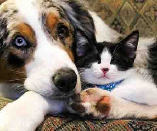 Görme Engelli Kedi ve Köpeklerin Bakımı Nasıl Olmalıdır?