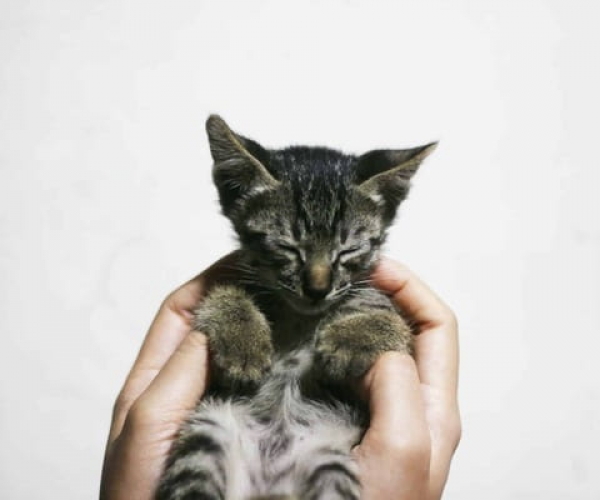 Popüler Erkek ve Dişi Kedi İsimleri Önerileri