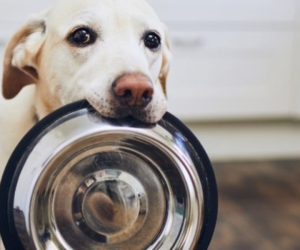 Köpek Konserve Mamalarının Avantajları