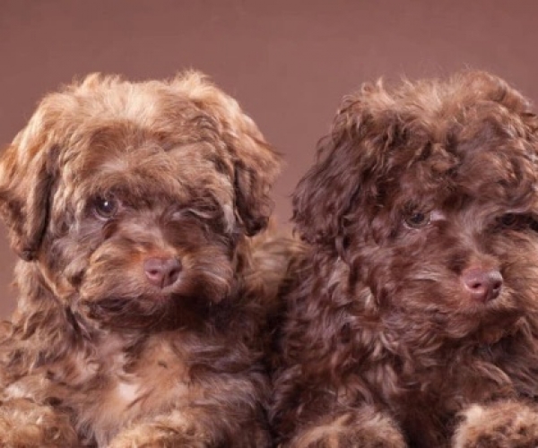 Kıvırcık Tüylü Köpek Cinsleri ve Özellikleri