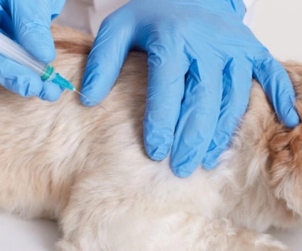 Köpeğinizi DHPP Aşısı İle Dört Farklı Viral Enfeksiyona Karşı Koruyun