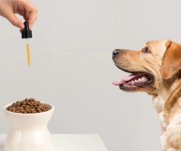 Köpeklerin Beslenmesinde Prebiyotikler ve Probiyotikler