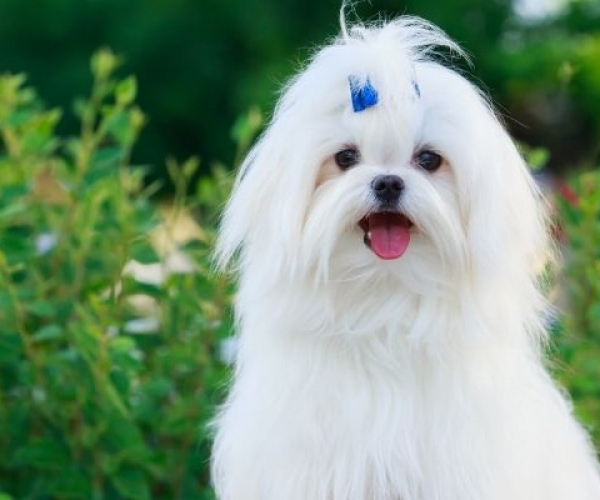 Maltese Terrier’lar İçin Mama Rehberi: En İyi 5 Maltese Terrier Maması (2025)