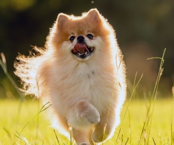 Pomeranianlar Özel Beslenme İpuçları: Pomeranian İçin En İyi 10 Mama Önerisi