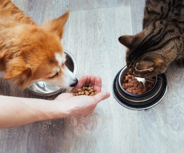 Veterinerlerin Önerisi En İyi Kedi ve Köpek Mamaları