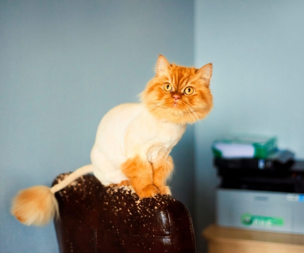 Kedi Traşı: Ne Zaman Gerekli, Ne Zaman Zararlı? Bilinmesi Gerekenler