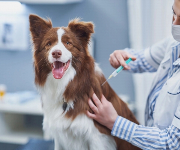 Köpeğinizin Sağlık Güvencesi: Detaylı Köpek Aşı Takvimi