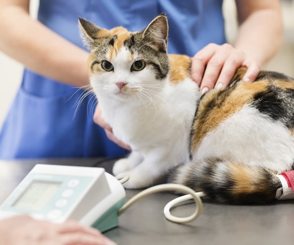 Kedi Kısırlaştırma: Dostunuzun Daha Sağlıklı ve Mutlu Bir Yaşam Sürmesinin Anahtarı