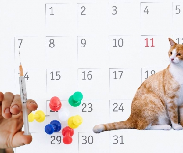 Kedinizin Sağlık Kalkanı: Detaylı Kedi Aşı Takvimi