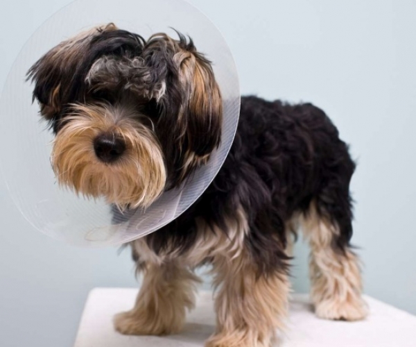 Köpek Kısırlaştırma: Dostunuzun Davranışını ve Sağlığını Nasıl İyileştirir?