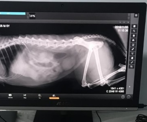 Röntgen (Radyografi): Dostunuzun Vücudunun İçini Görmenin Hızlı Yolu