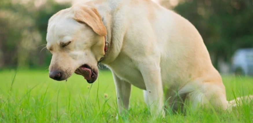 Köpeğim Neden Kusuyor? Ne Zaman Endişelenmelisiniz?