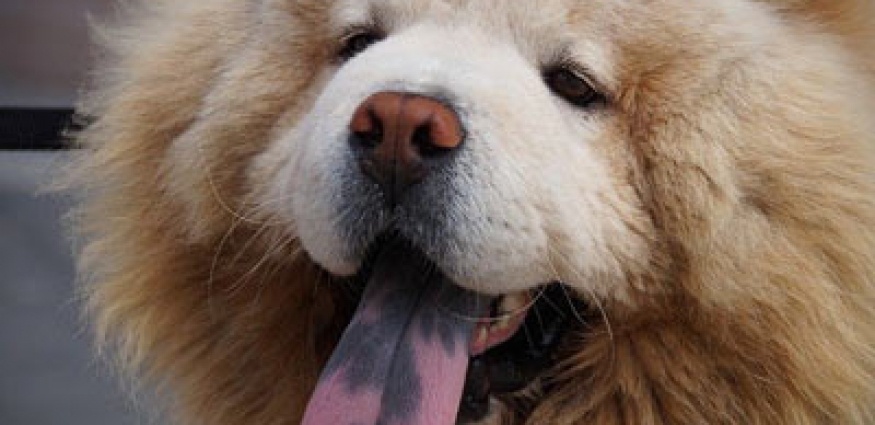 Çin Aslanı (Chow Chow) Köpek Cinsi ve Özellikleri