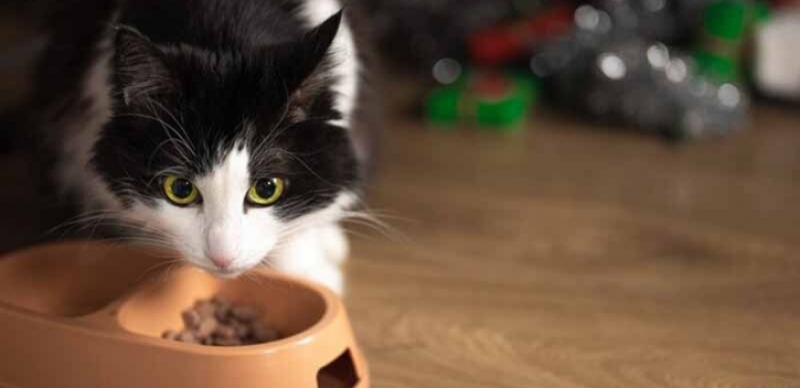 8 En İyi Hipoalerjenik Köpek Maması Önerisi