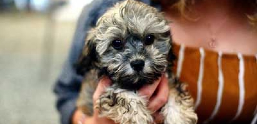 Popüler Erkek Köpek İsimleri ve Dişi Köpek İsimleri