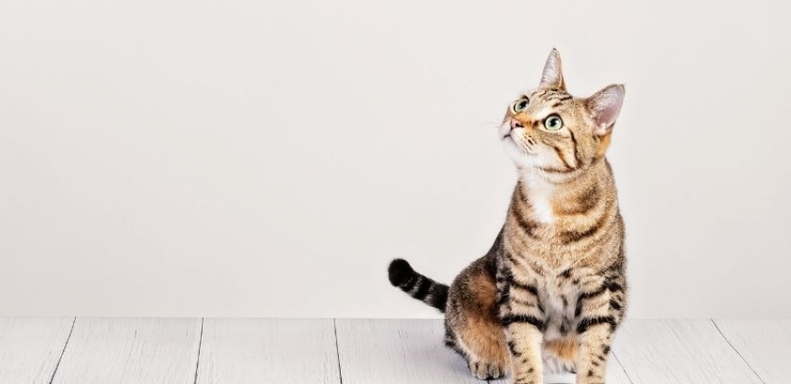 Kedi Maması Seçimi: Kediler İçin En İyi Beslenme Rehberi
