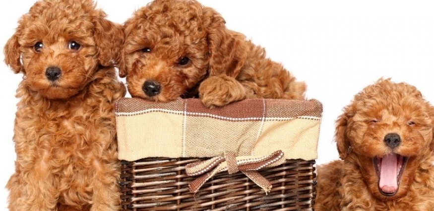 Poodle (Kaniş) Köpekleri İçin Beslenme Rehberi: Sağlıklı Ve Aktif Bir Yaşam İçin Mama Önerileri
