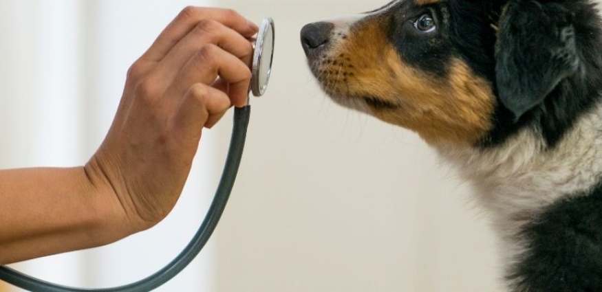 Veteriner Önerisiyle Köpek Mamaları