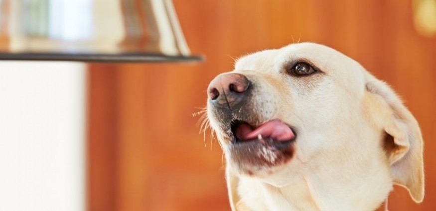 Yetişkin Köpekler İçin Konserve Mama Önerileri