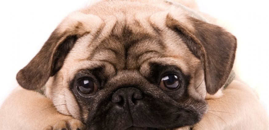 En İyi 10 Pug Cinsi Köpek Maması (2025)