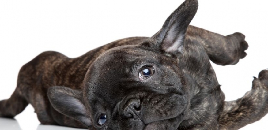 French Bulldog’lar İçin Beslenme Önerileri: En İyi 5 Mama Tavsiyesi (2025)