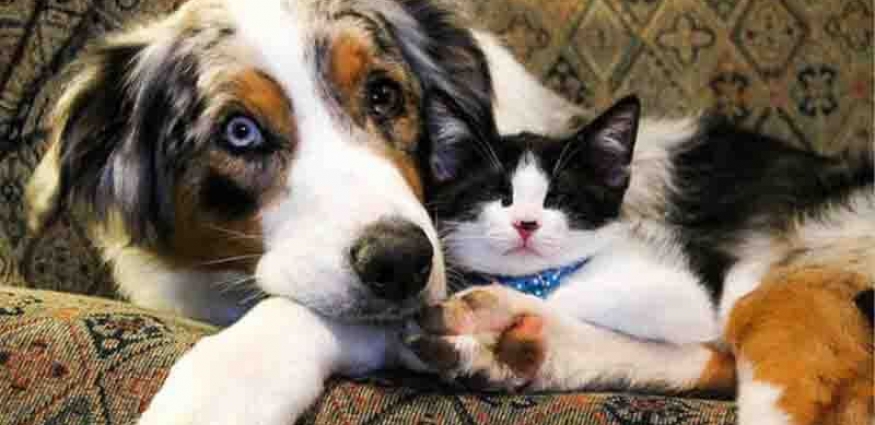 Görme Engelli Kedi ve Köpeklerin Bakımı Nasıl Olmalıdır?