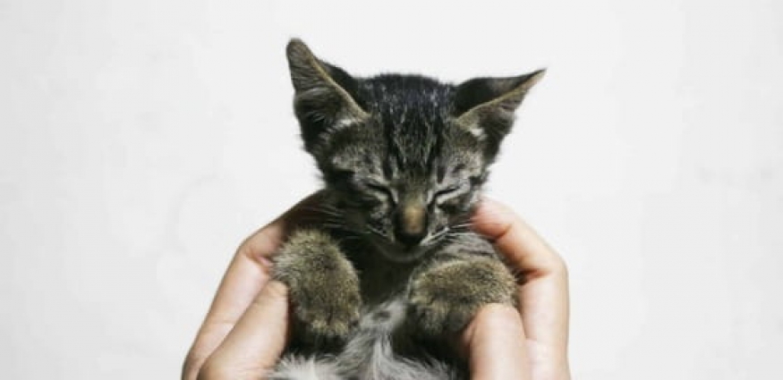 Popüler Erkek ve Dişi Kedi İsimleri Önerileri
