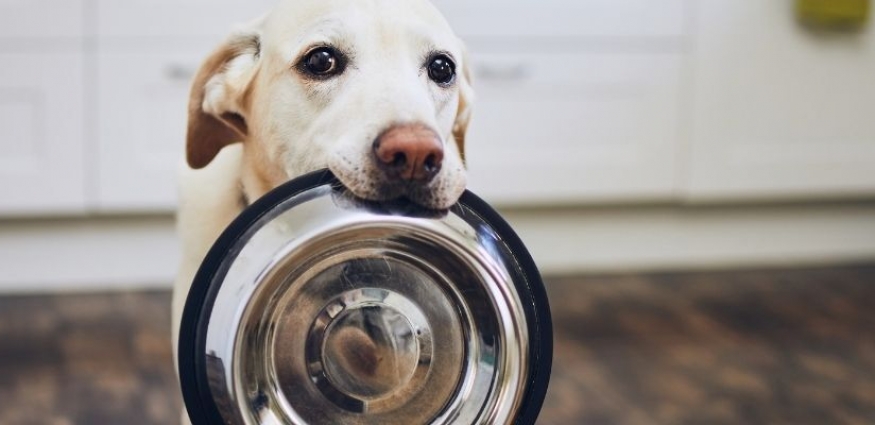 Köpek Konserve Mamalarının Avantajları