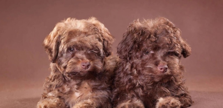 Kıvırcık Tüylü Köpek Cinsleri ve Özellikleri