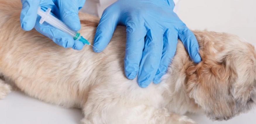 Köpeğinizi DHPP Aşısı İle Dört Farklı Viral Enfeksiyona Karşı Koruyun