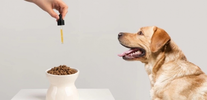 Köpeklerin Beslenmesinde Prebiyotikler ve Probiyotikler