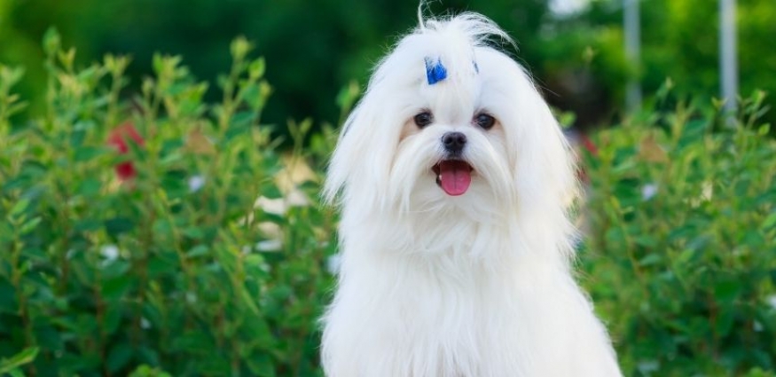 Maltese Terrier’lar İçin Mama Rehberi: En İyi 5 Maltese Terrier Maması (2025)