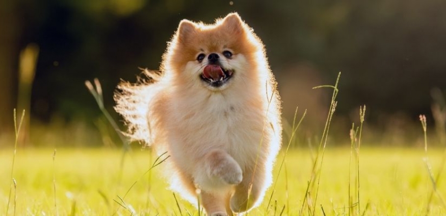 Pomeranianlar Özel Beslenme İpuçları: Pomeranian İçin En İyi 10 Mama Önerisi