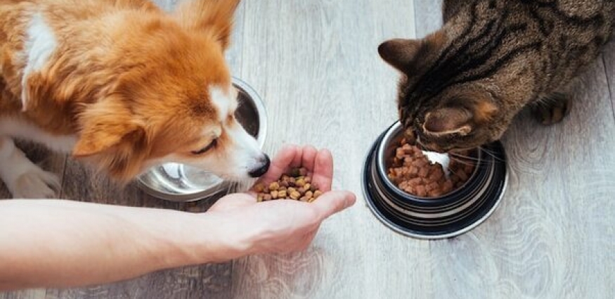 Veterinerlerin Önerisi En İyi Kedi ve Köpek Mamaları