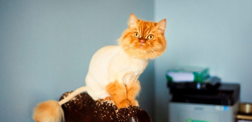 Kedi Traşı: Ne Zaman Gerekli, Ne Zaman Zararlı? Bilinmesi Gerekenler