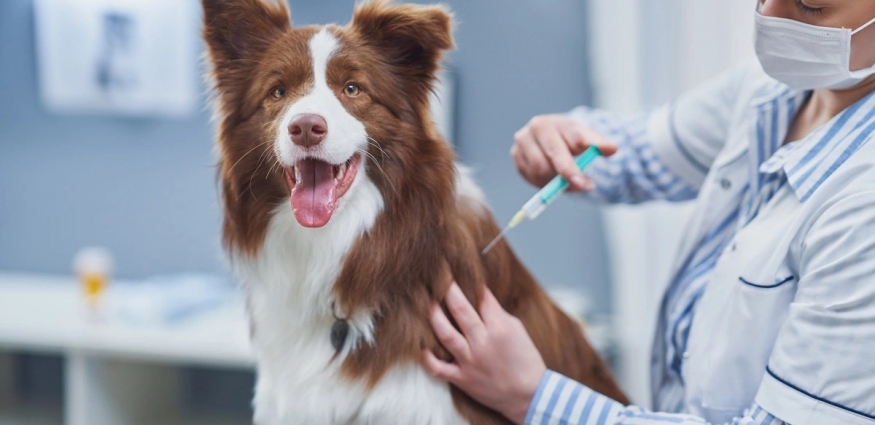 Köpeğinizin Sağlık Güvencesi: Detaylı Köpek Aşı Takvimi