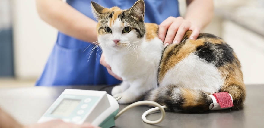 Kedi Kısırlaştırma: Dostunuzun Daha Sağlıklı ve Mutlu Bir Yaşam Sürmesinin Anahtarı