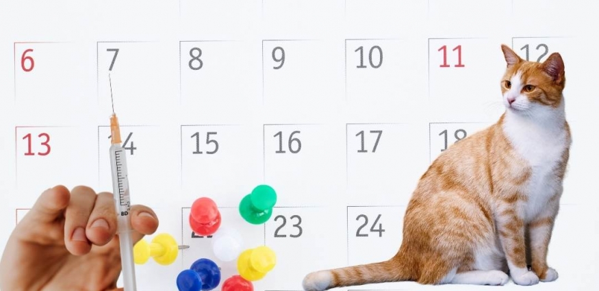 Kedinizin Sağlık Kalkanı: Detaylı Kedi Aşı Takvimi