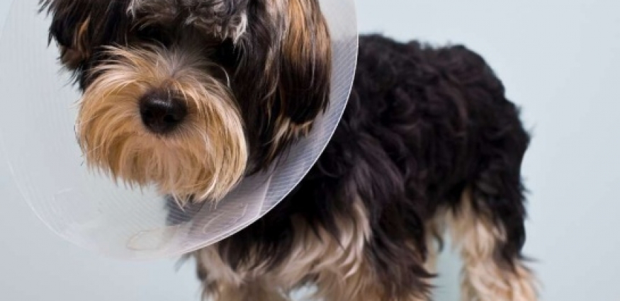 Köpek Kısırlaştırma: Dostunuzun Davranışını ve Sağlığını Nasıl İyileştirir?