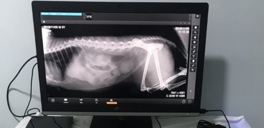 Röntgen (Radyografi): Dostunuzun Vücudunun İçini Görmenin Hızlı Yolu